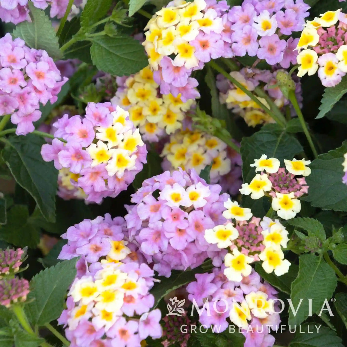 Mary Ann Lantana