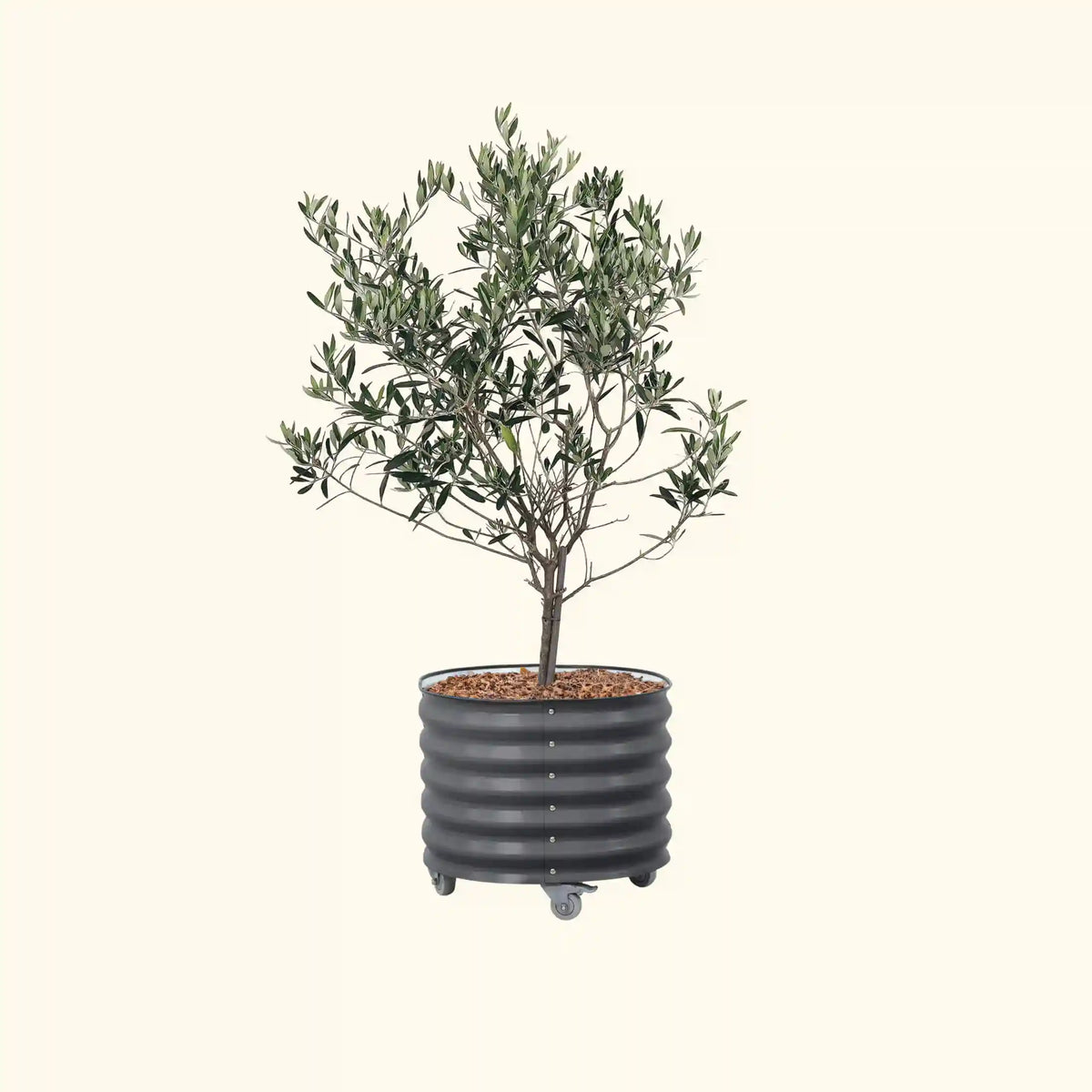 Arbequina Olive Tree with Rolling Tree Planter - 30 Gallon, 24" Round Planter Box