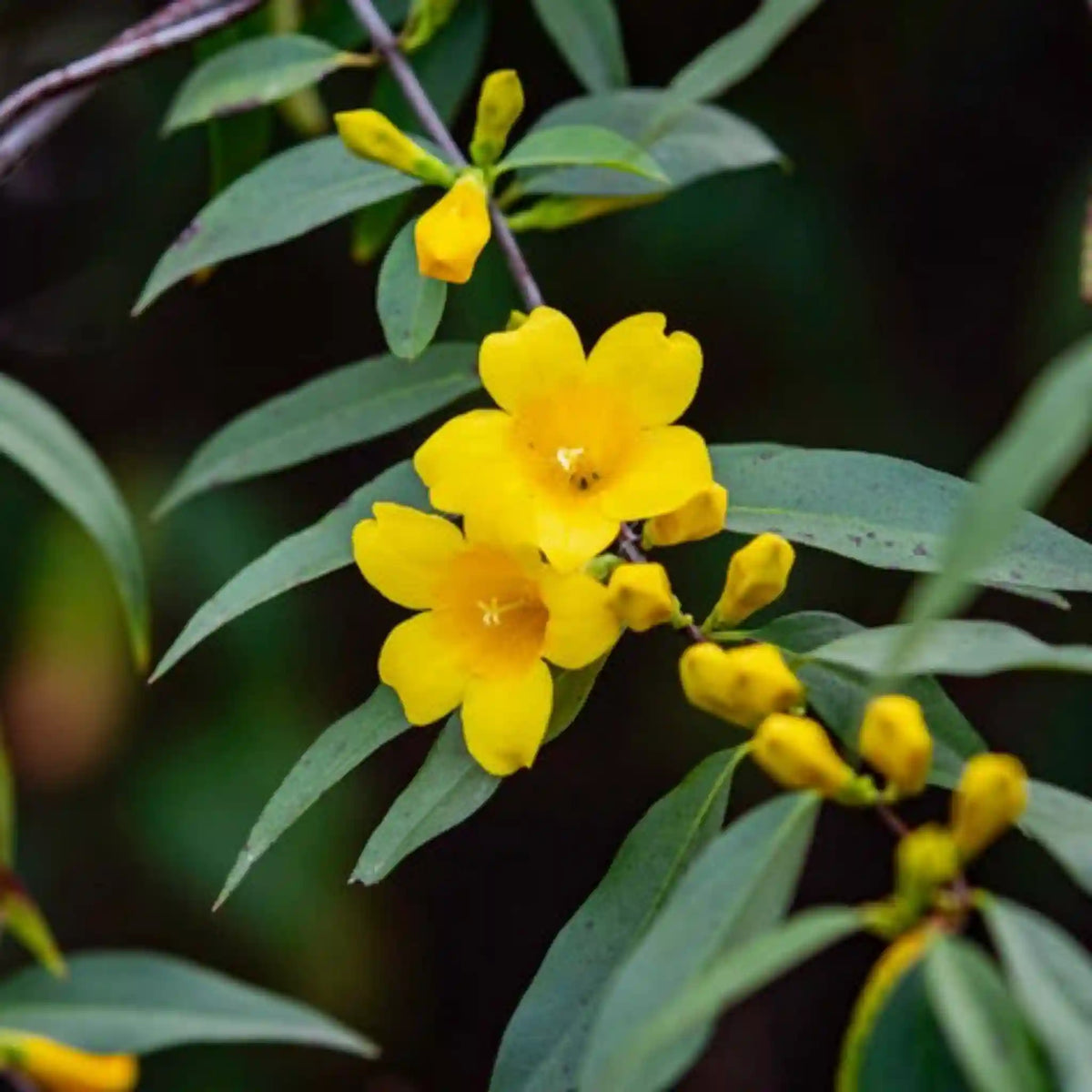Carolina Jasmine