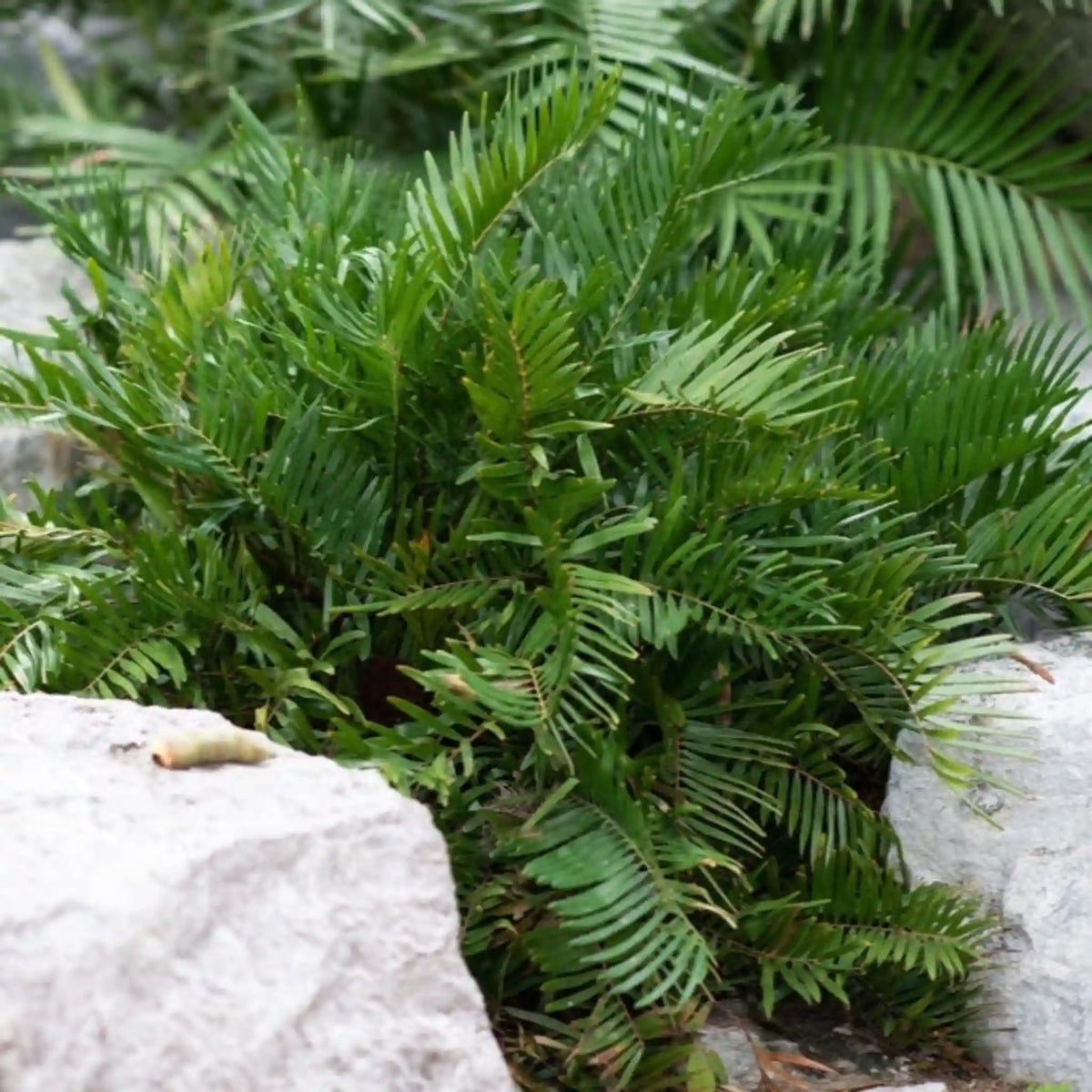 Coontie