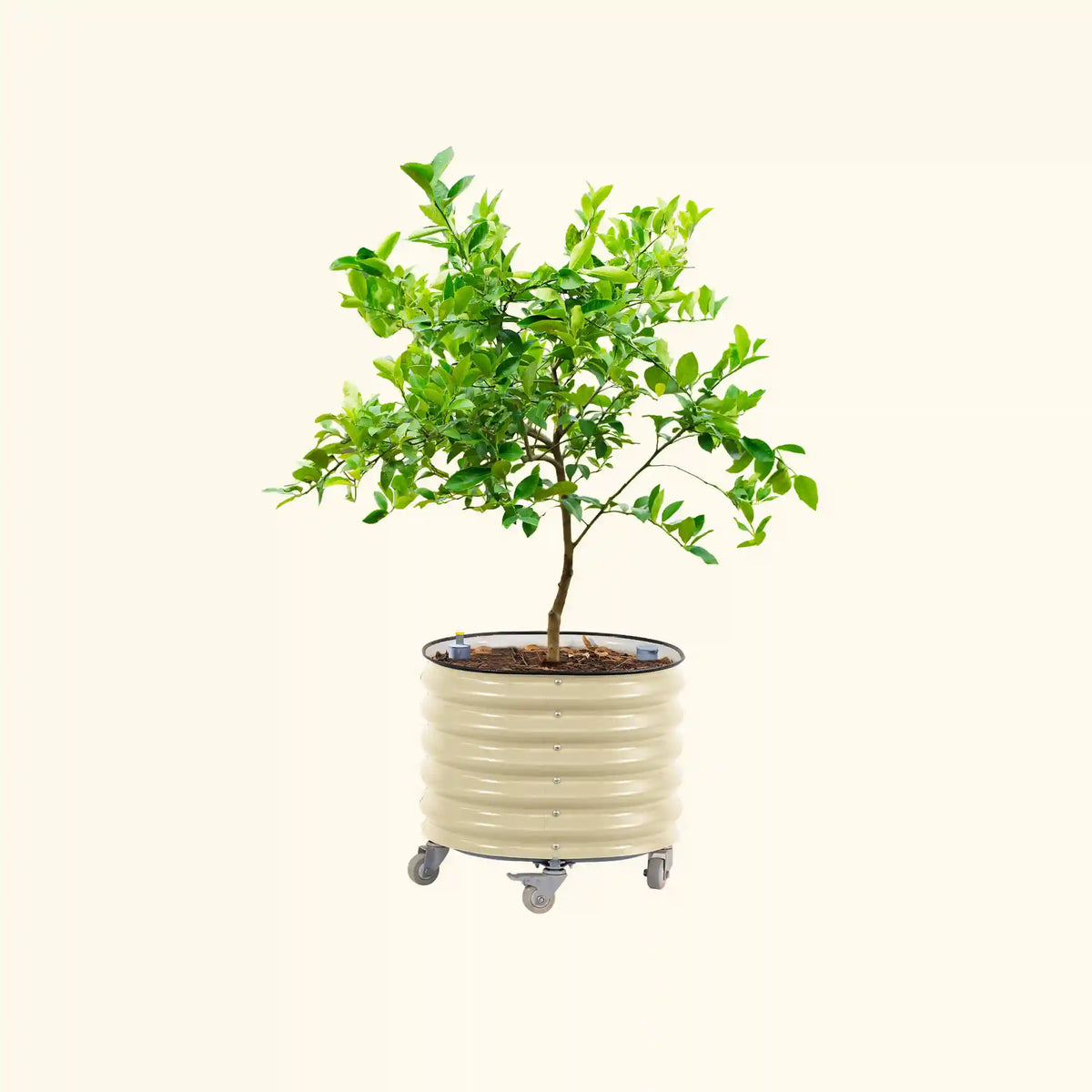 Self-Watering Rolling Citrus Tree Planter 30 Gallon, 24" Round Planter Box - Gen 3
