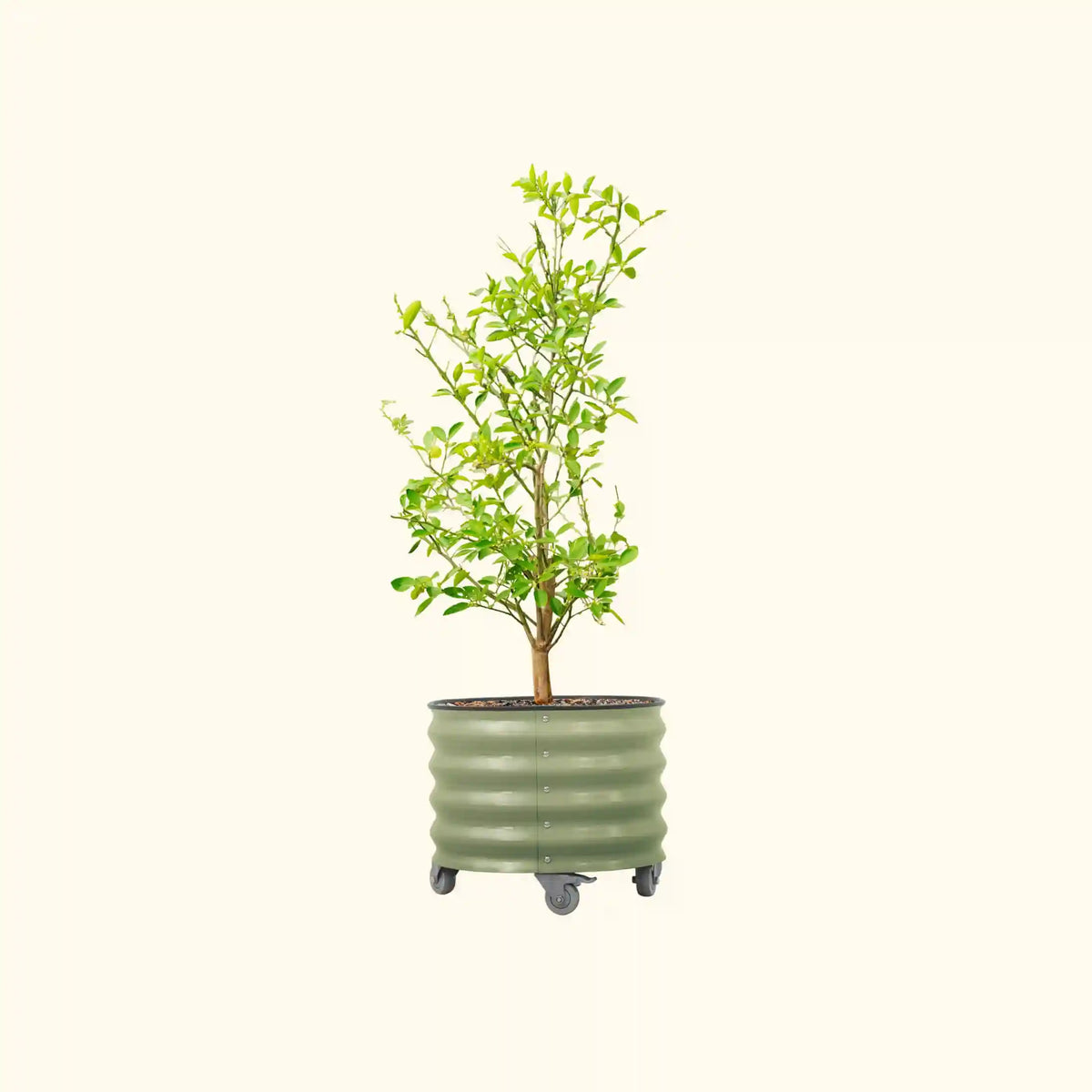 Classic Rolling Citrus Tree Planter - 20 Gallon, 21" Round Planter Box