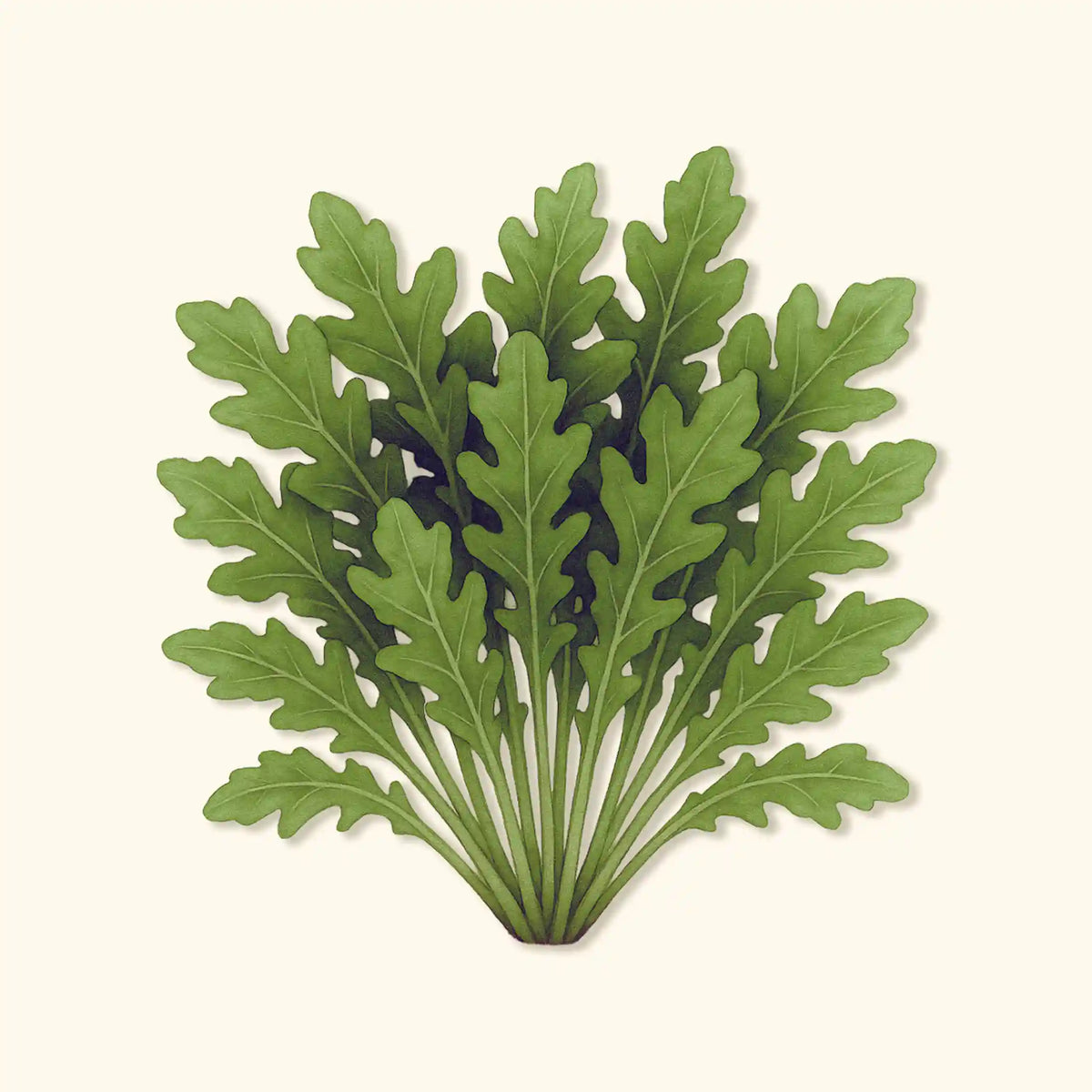 Organic Standard Arugula Seeds