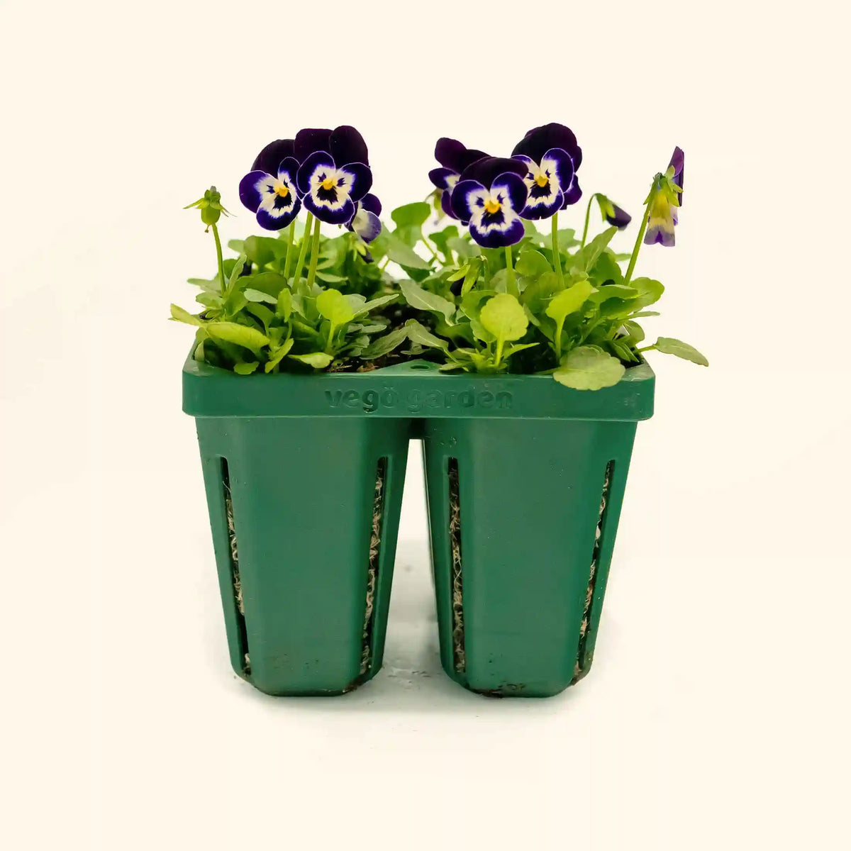 Jumbo Seedling Tray - 5" x 5"