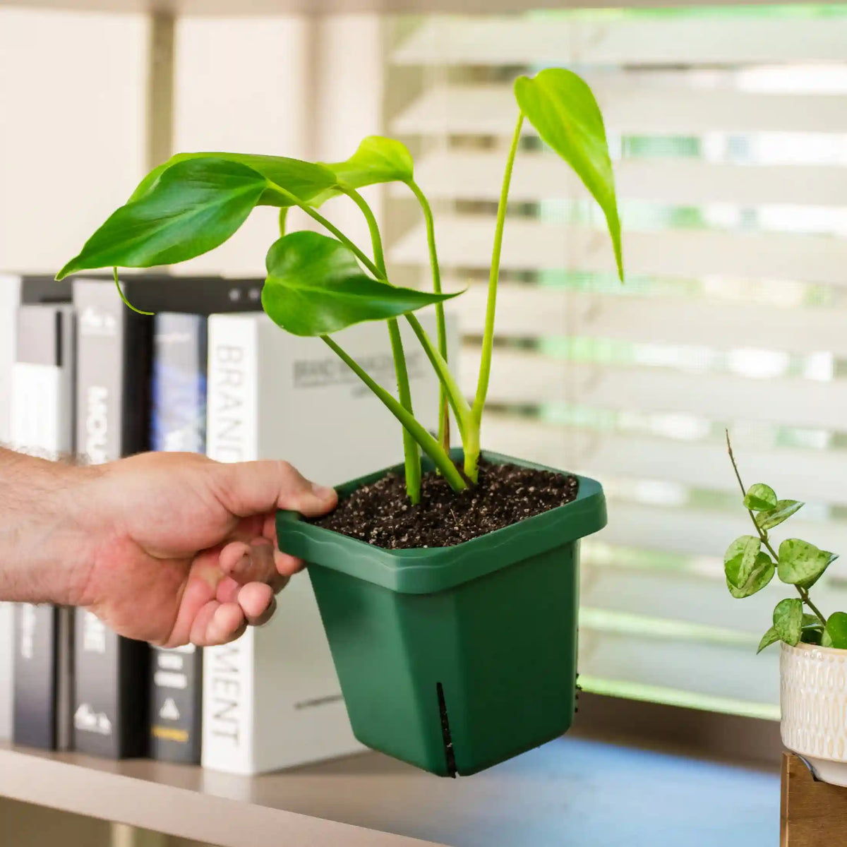 Extra-Large 5" x 5" Seedling Pot - 8 Pack