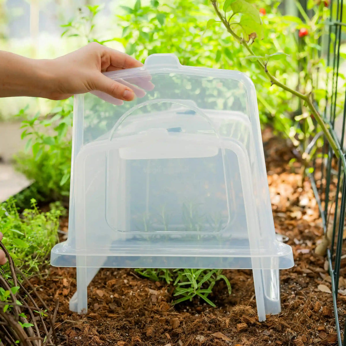 Row Cloche End Cap - 2 Pack