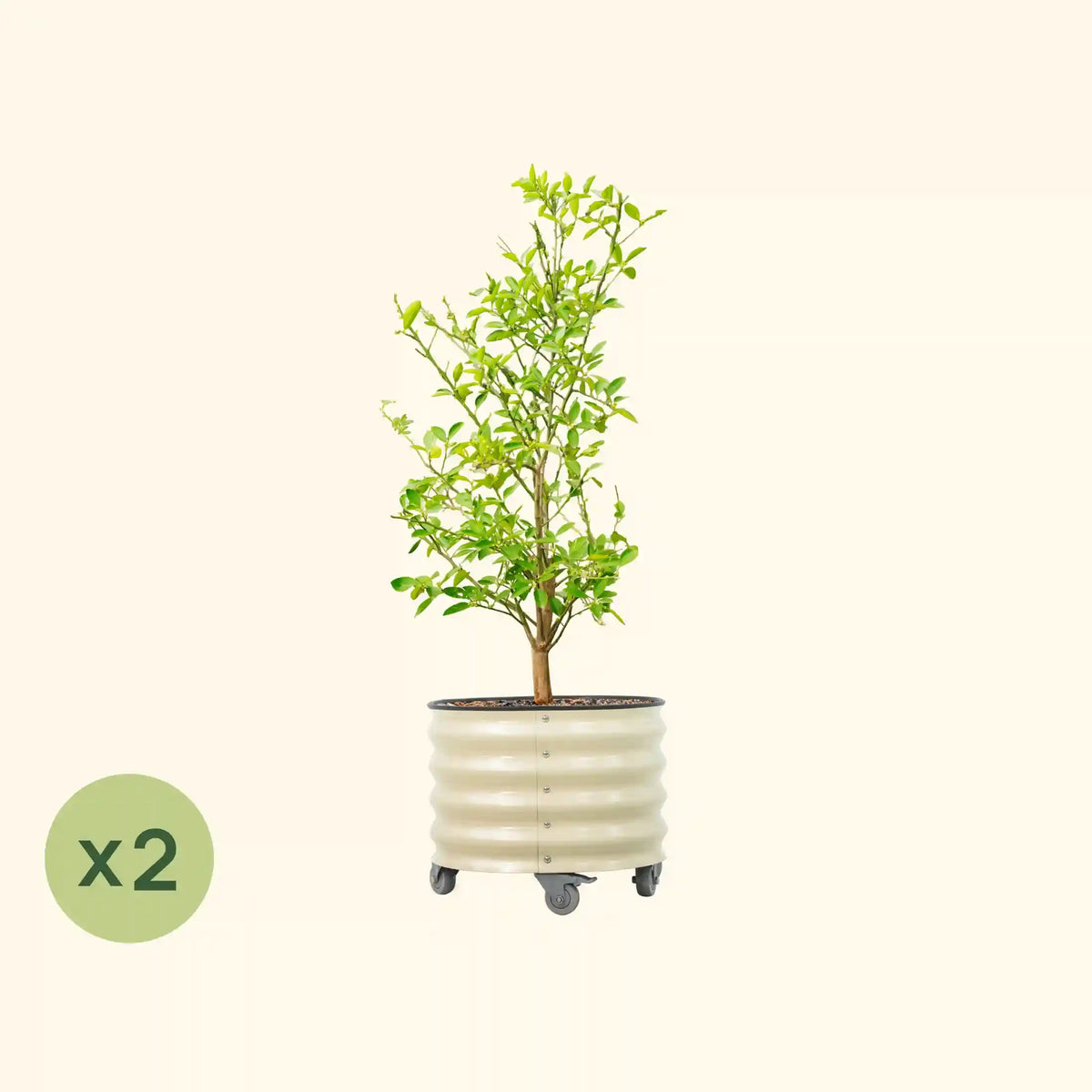 Classic Rolling Citrus Tree Planter - 2 Pack (20 Gallon, 21" Round Planter Box)