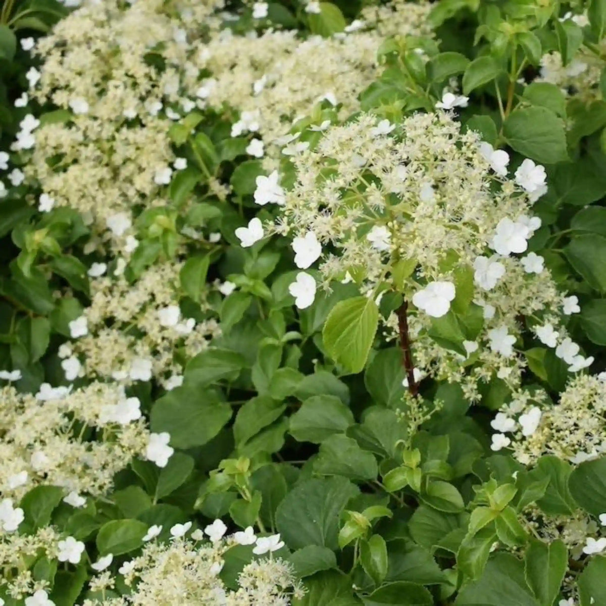 Barbara Ann Climbing Hydrangea