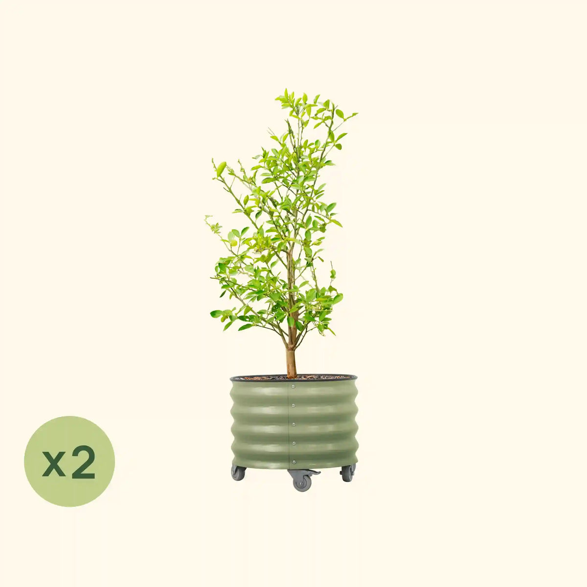 Classic Rolling Citrus Tree Planter - 2 Pack (20 Gallon, 21" Round Planter Box)