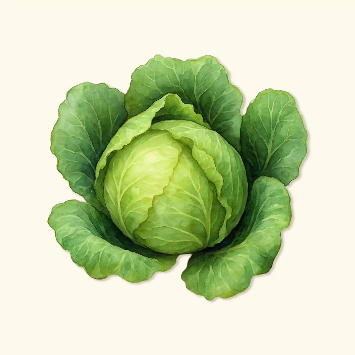 Copenhagen Market Cabbage Seeds