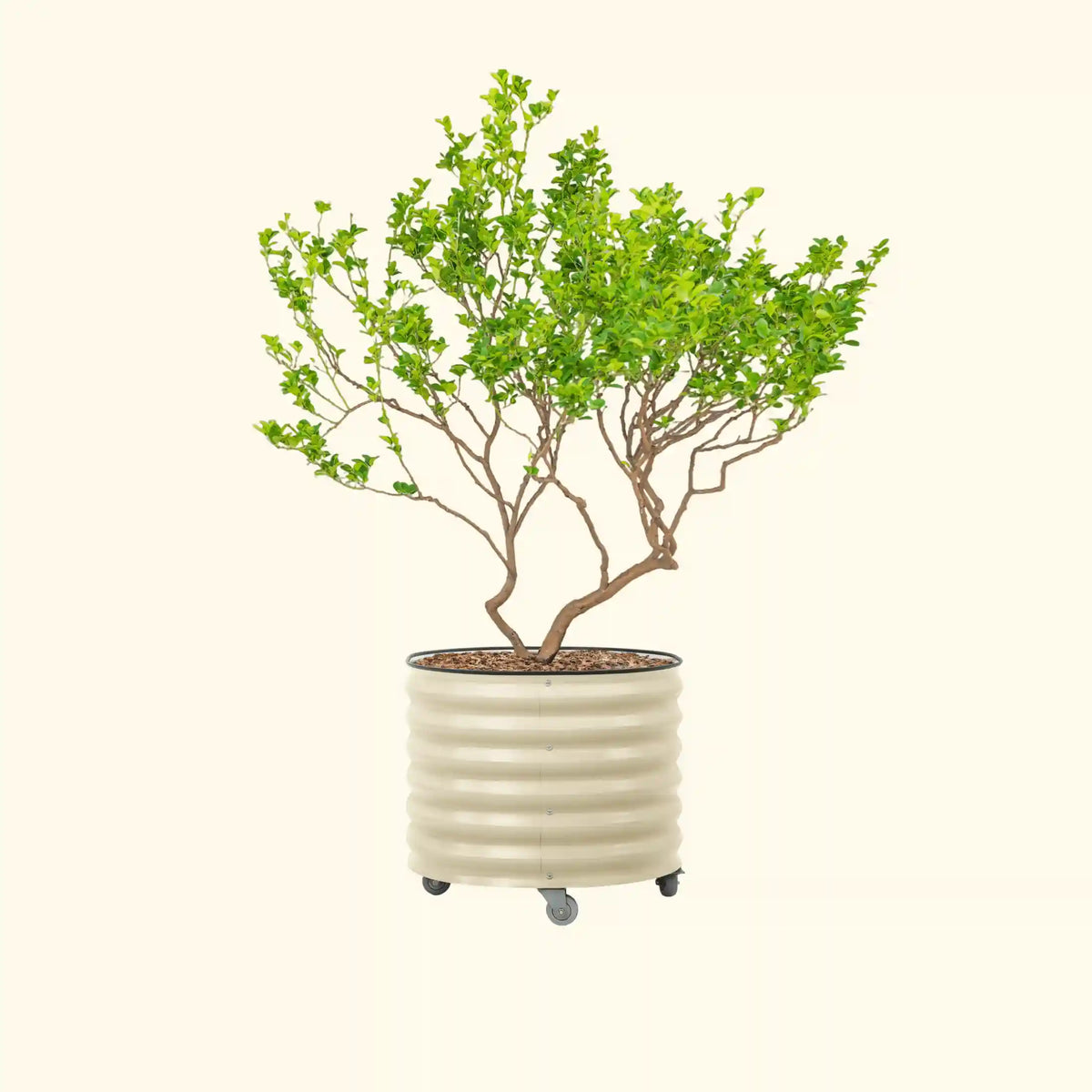 Classic Rolling Citrus Tree Planter - 45 Gallon, 27" Round Planter Box