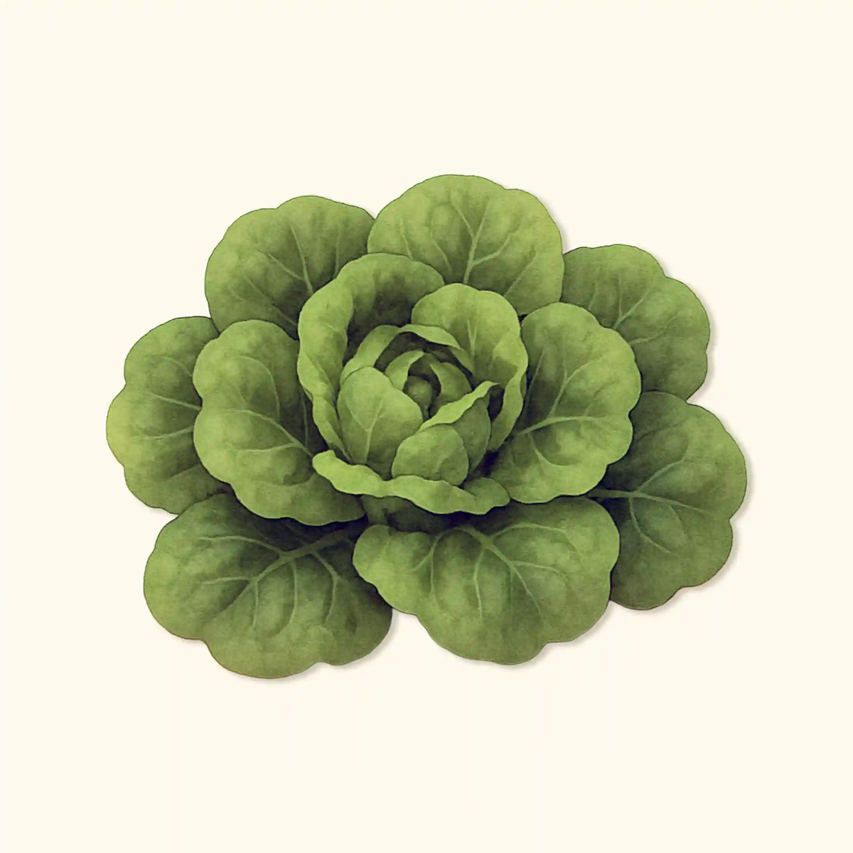 Organic Buttercrunch Lettuce  Seeds