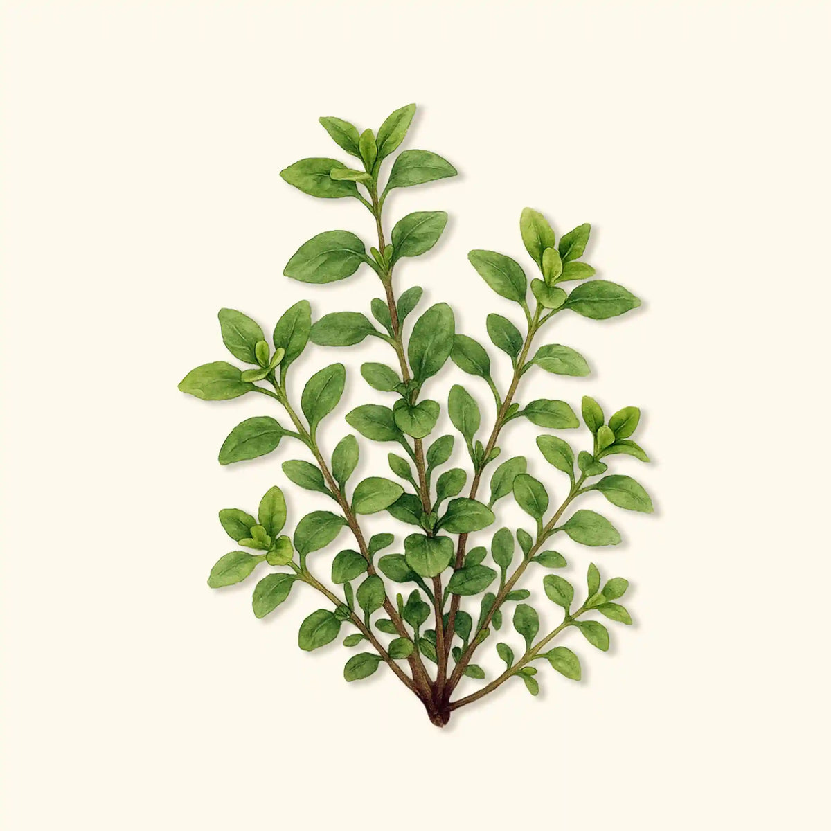 Organic Greek Oregano Seeds
