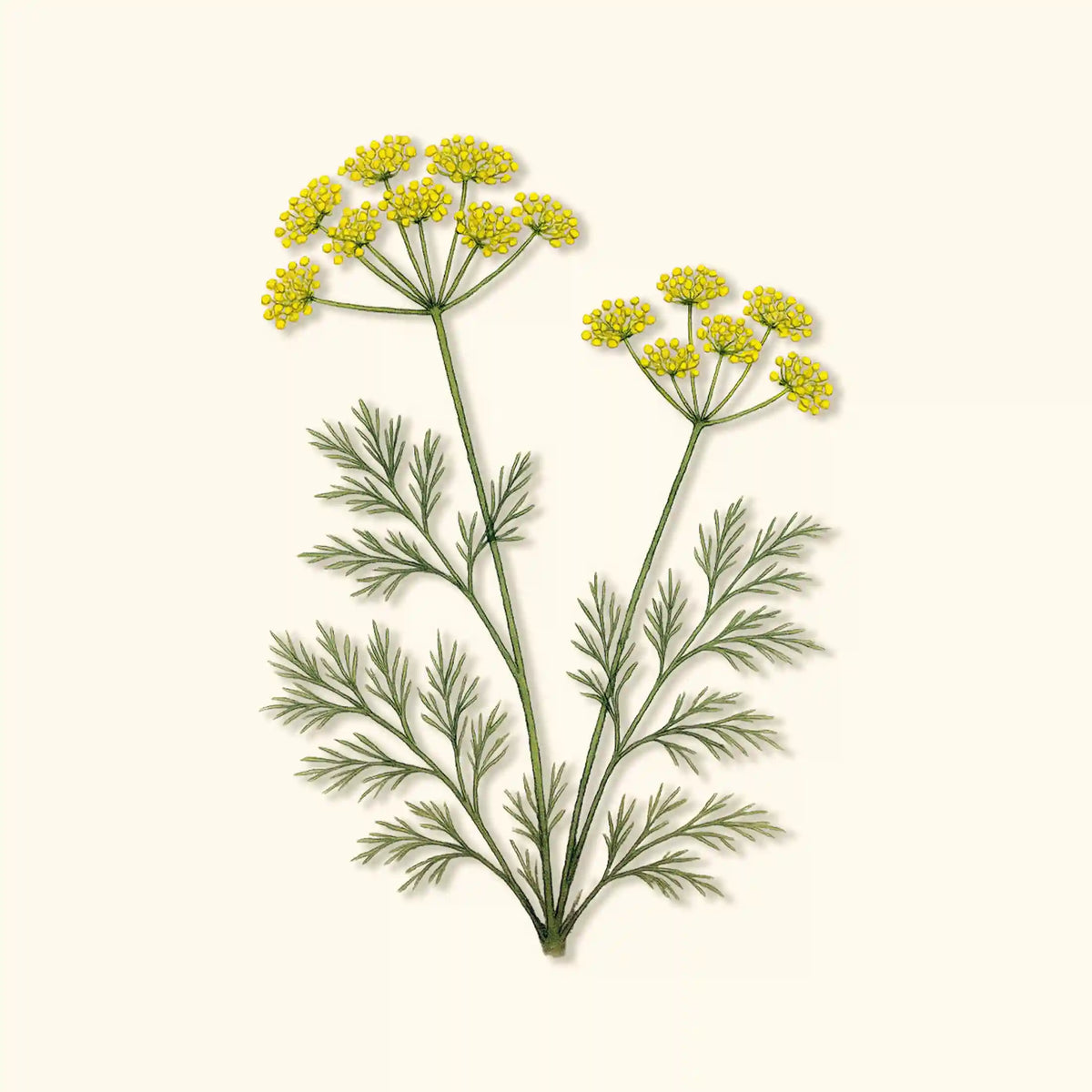Organic Bouquet Dill Seeds