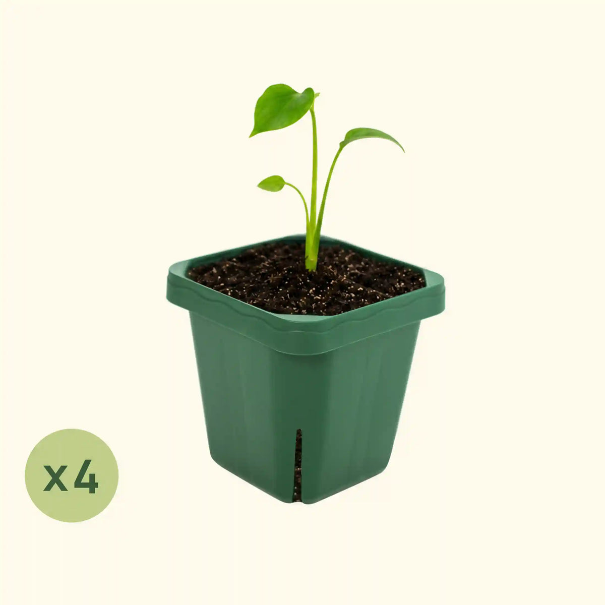 Extra-Large 5" x 5" Seedling Pot - 4 Pack