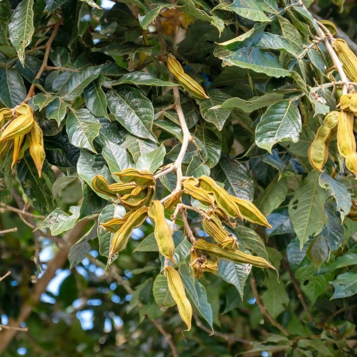 Ice Cream Bean Tree