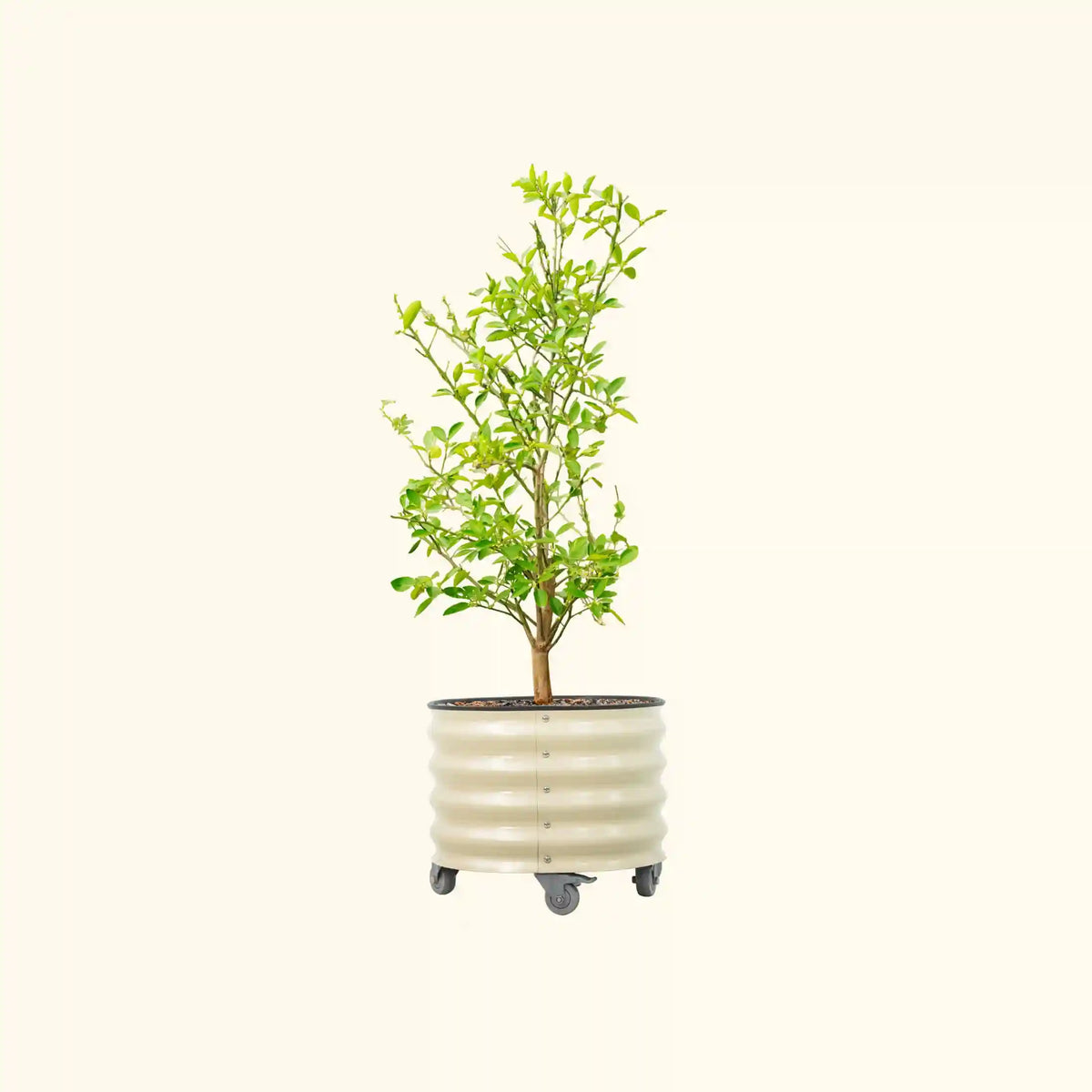 Classic Rolling Citrus Tree Planter - 20 Gallon, 21" Round Planter Box