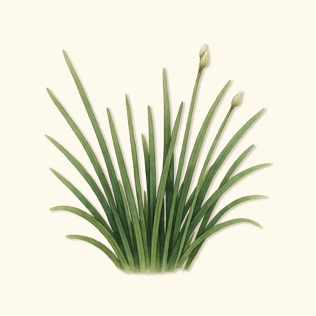 Organic Garlic Chives Seeds