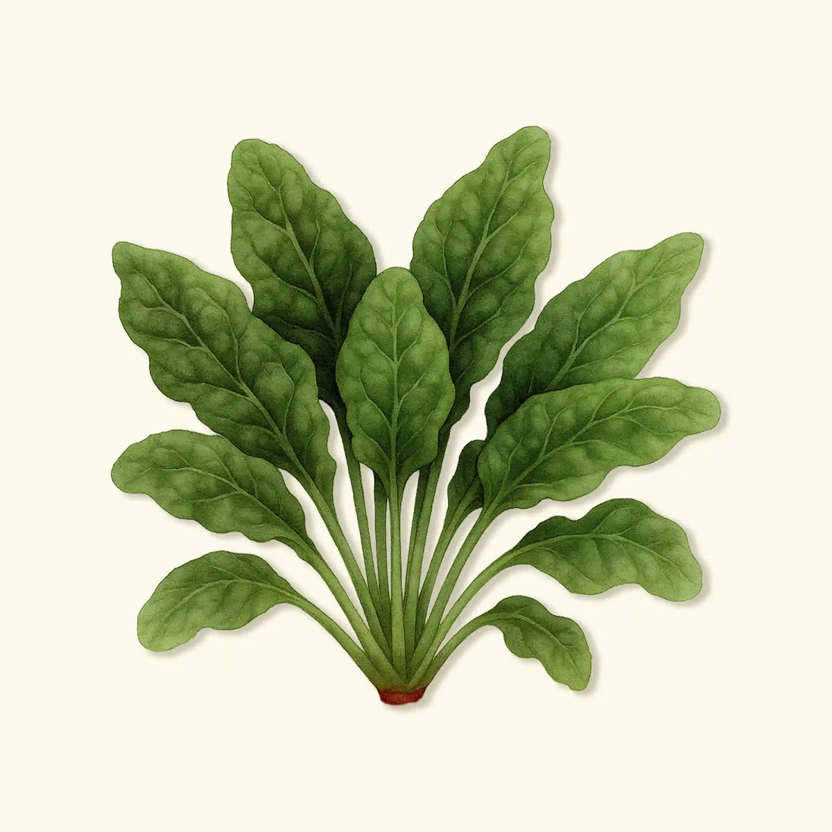 Organic Bloomsdale Spinach Seeds