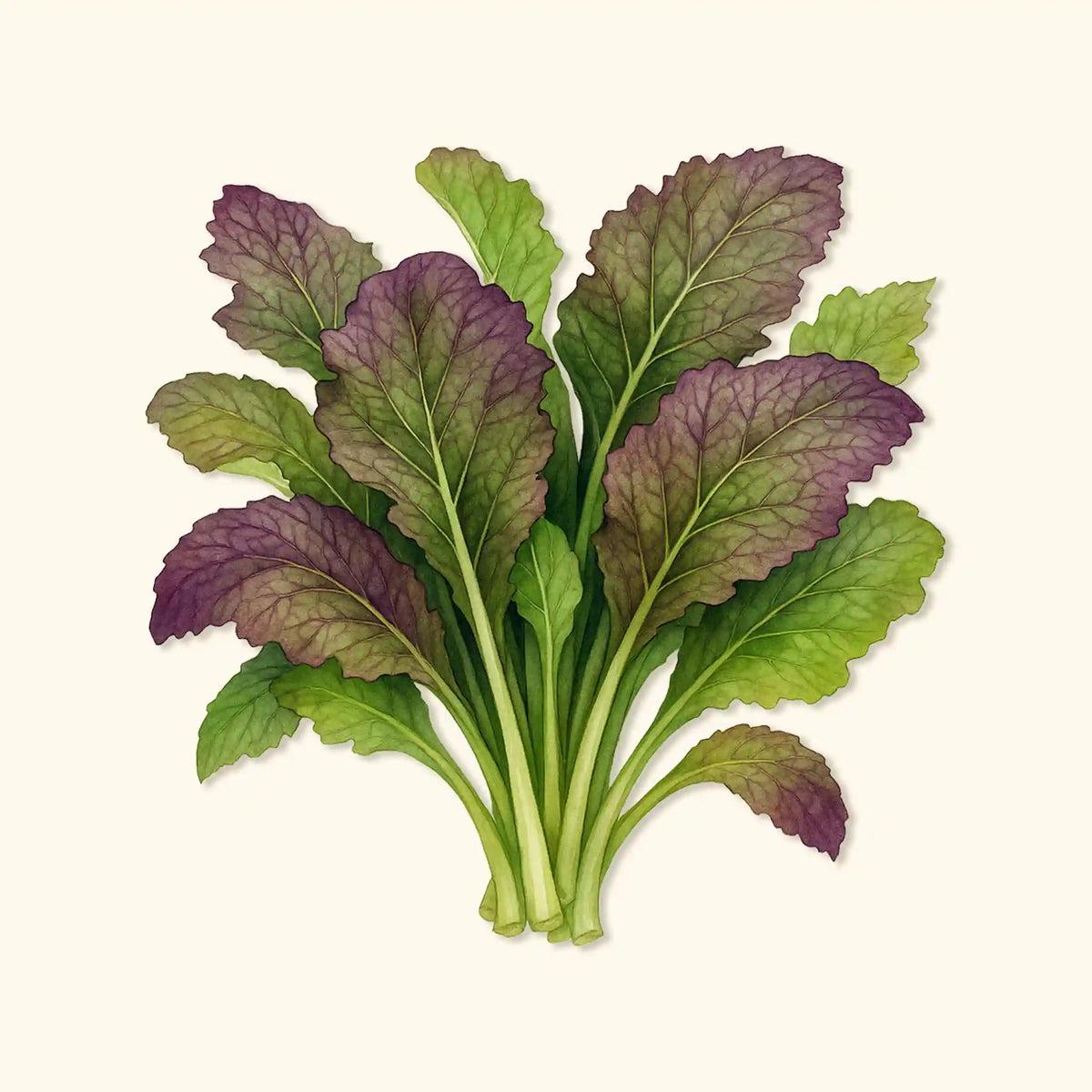 Red Giant Mustard Greens Seeds