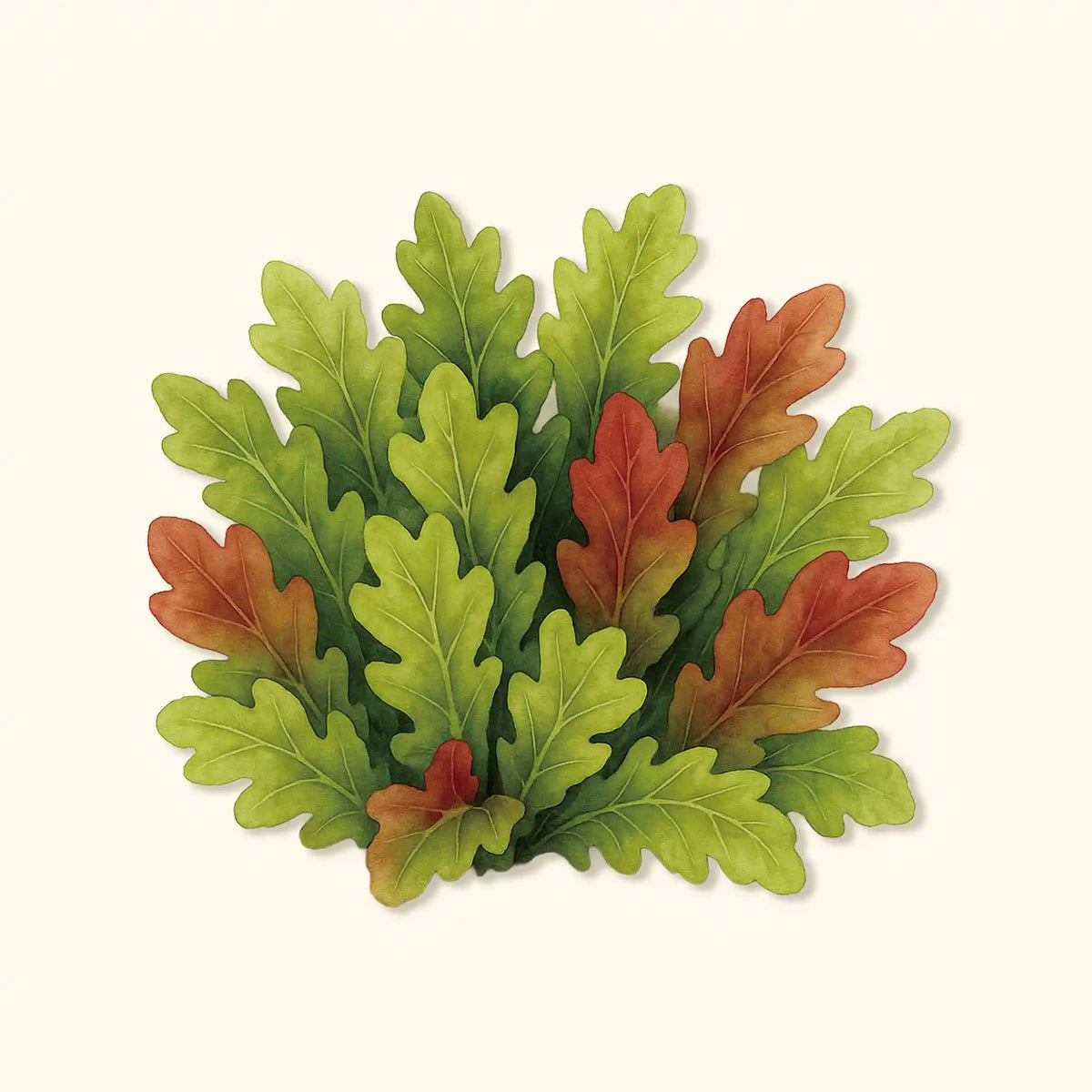 Organic Salad Bowl Blend Lettuce  Seeds