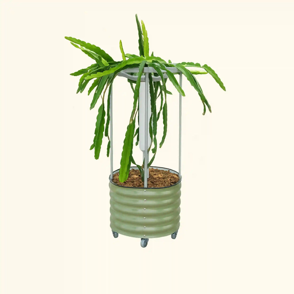 Classic Rolling Dragon Fruit Planter Gen 2