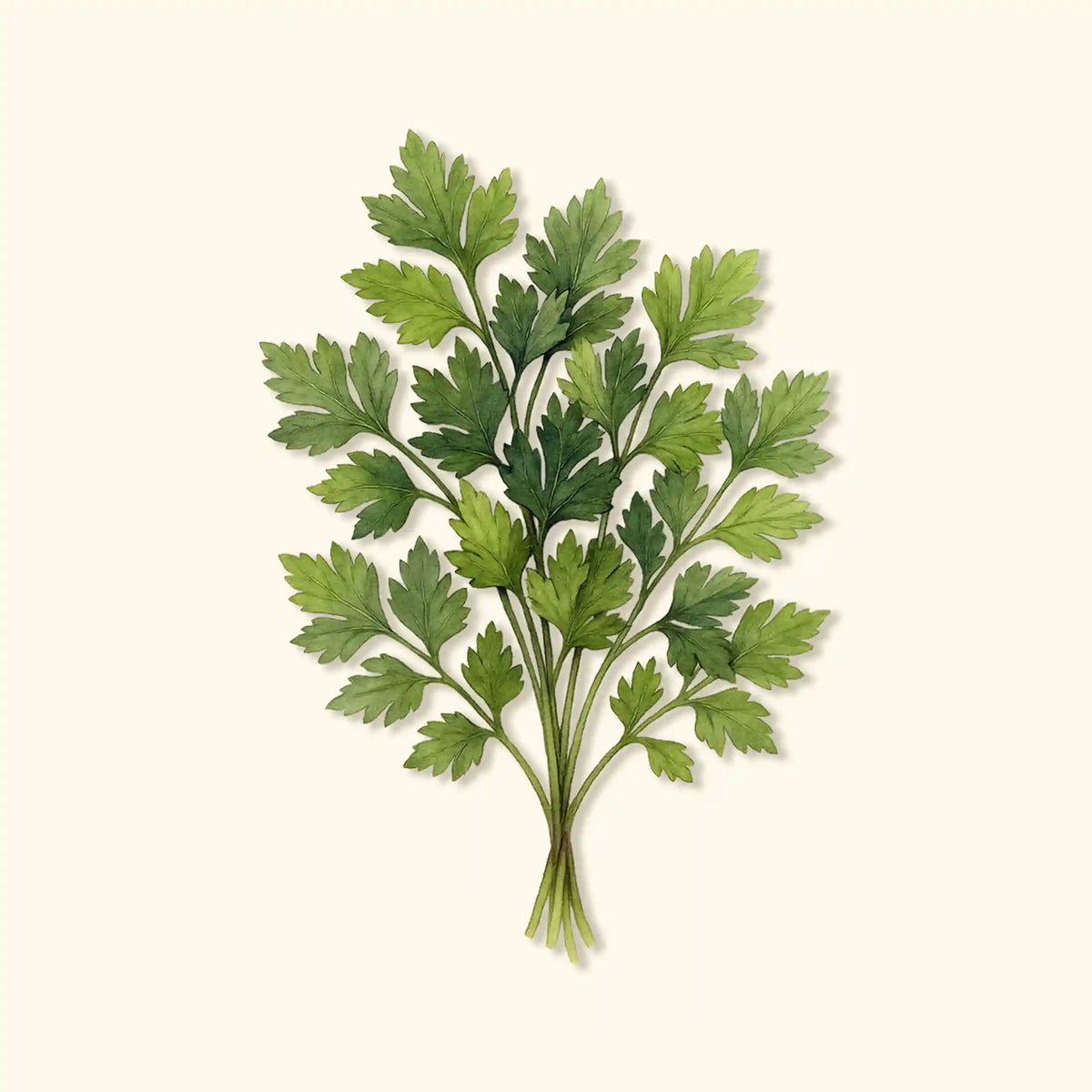 Organic Giant of Italy Parsley Seeds