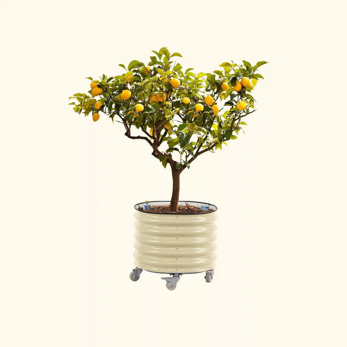 Self-Watering Rolling Citrus Tree Planter 30 Gallon, 24" Round Planter Box - Gen 3