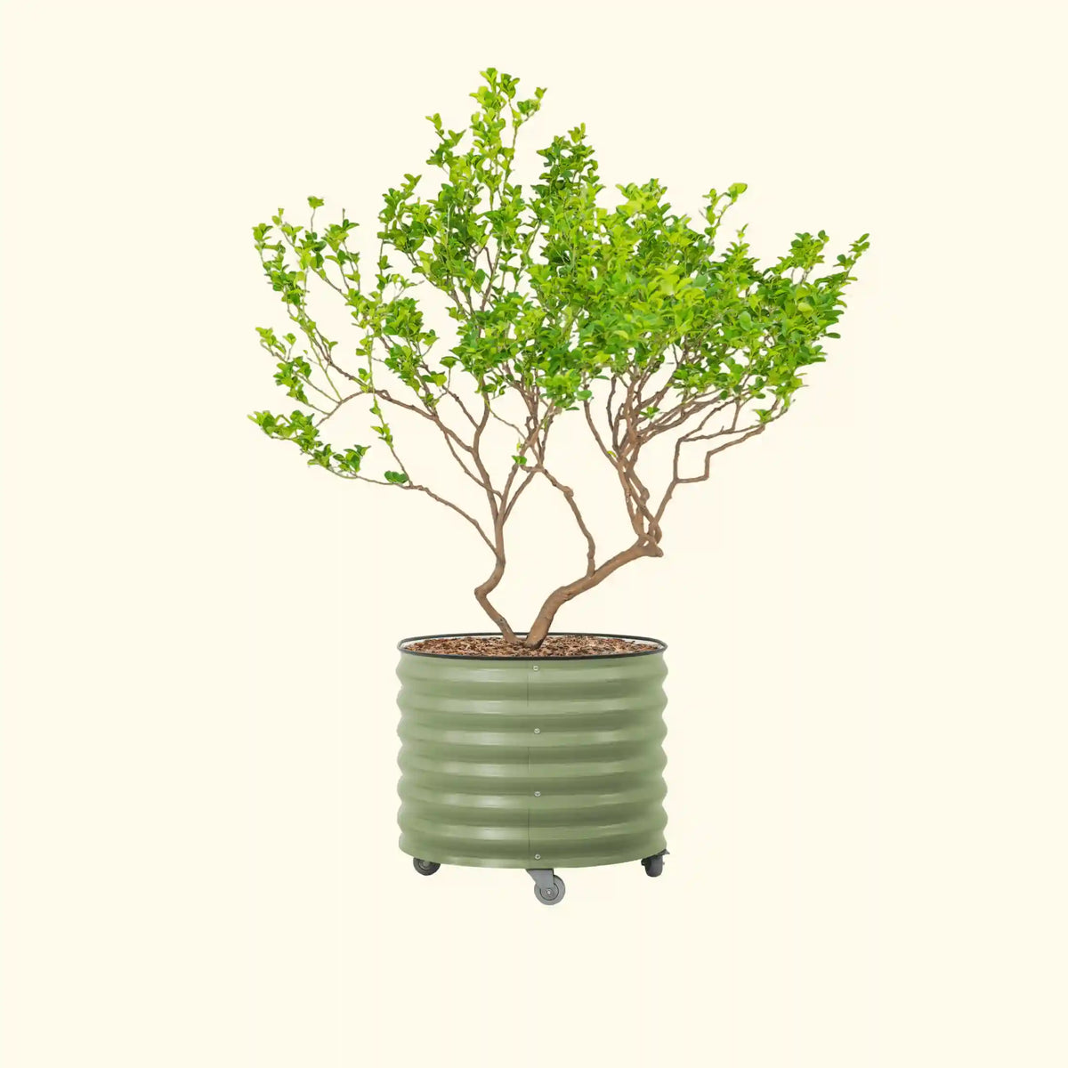 Classic Rolling Citrus Tree Planter - 45 Gallon, 27" Round Planter Box