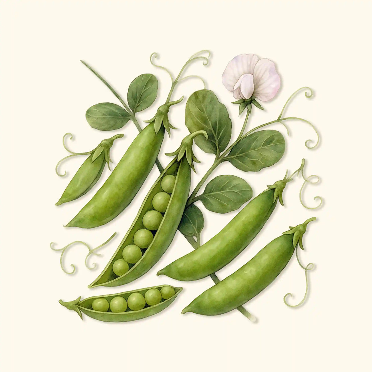 Organic Sugar Snap Pea Seeds
