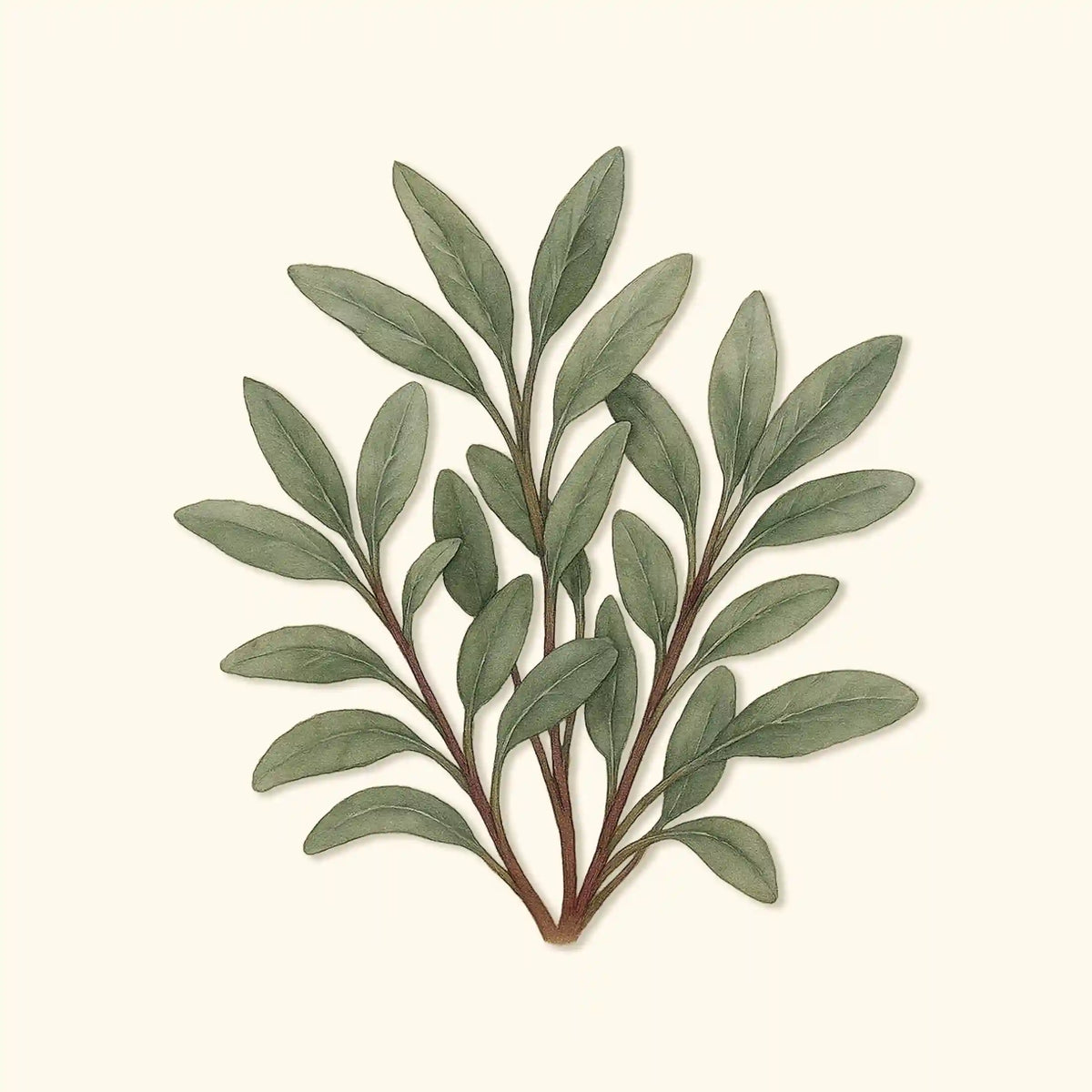 Organic Broadleaf Sage Seeds