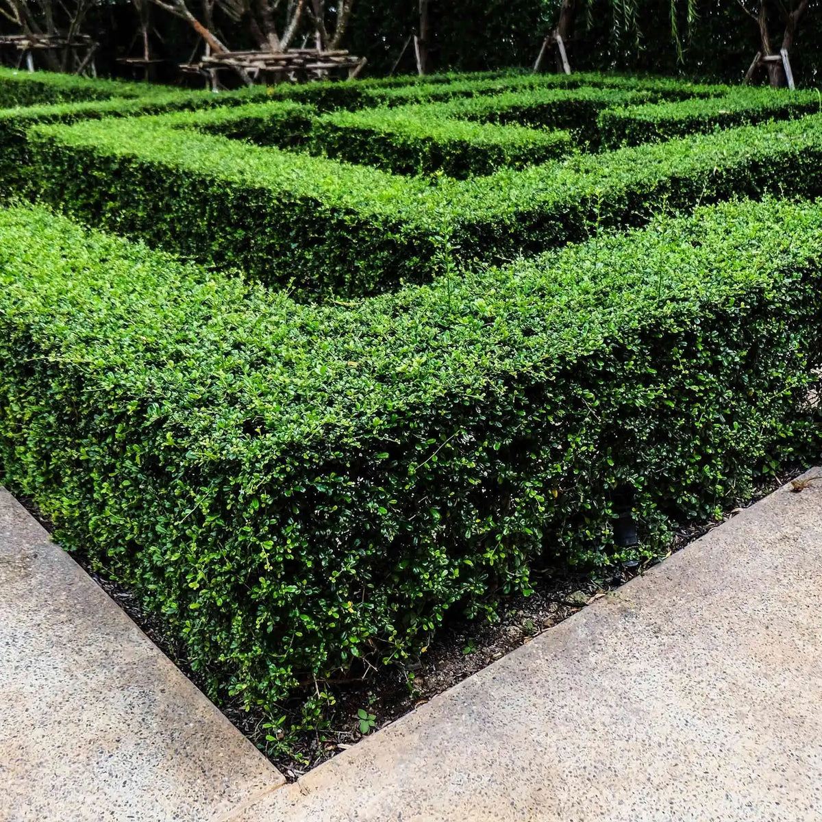 Wintergreen Boxwood