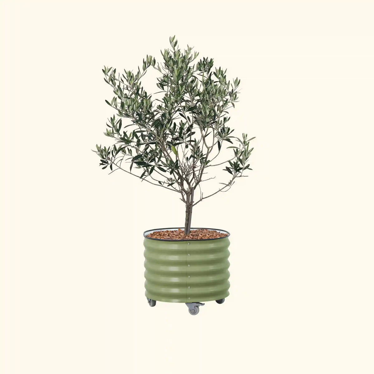 Arbequina Olive Tree with Rolling Tree Planter - 30 Gallon, 24" Round Planter Box