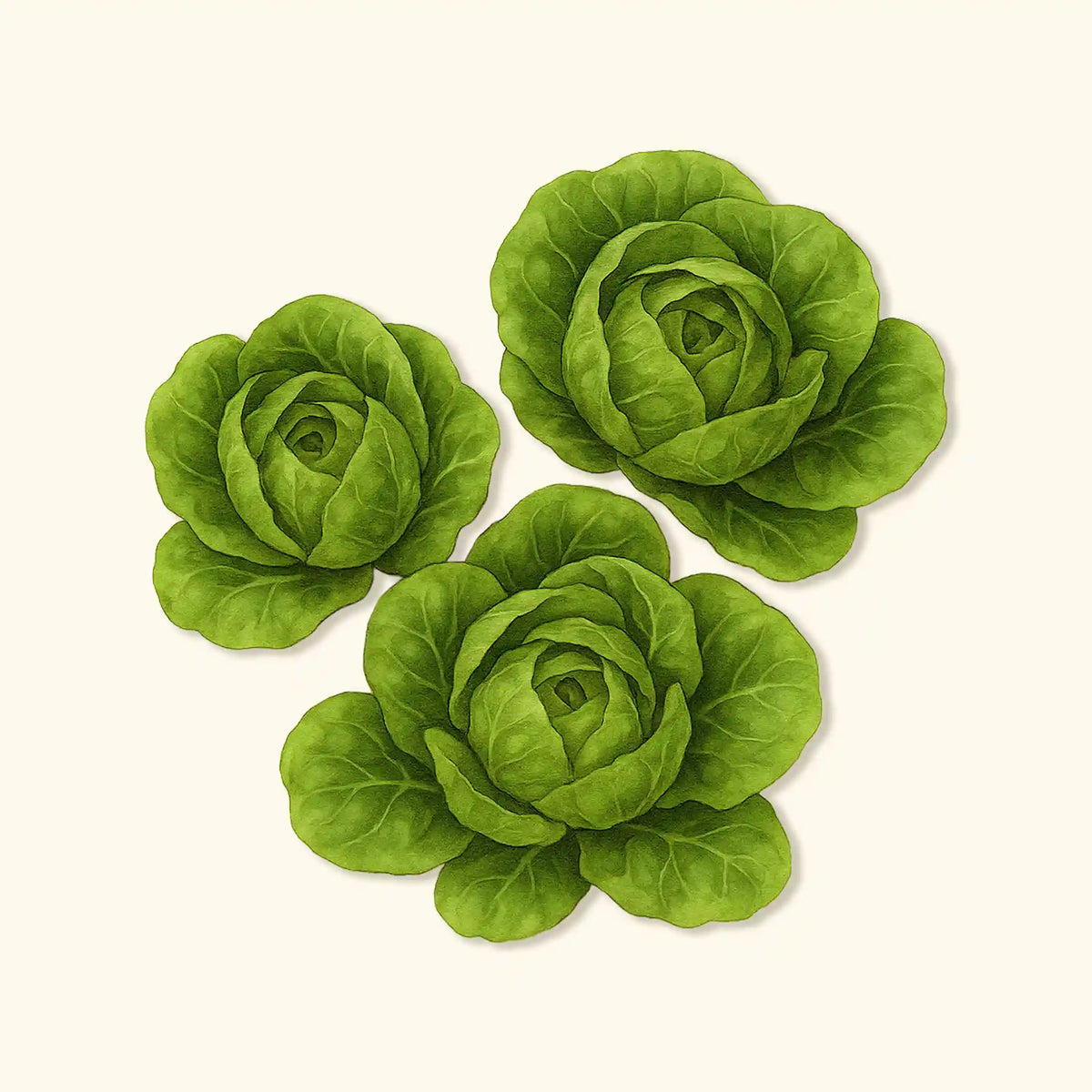 Organic Little Gem Lettuce Seeds