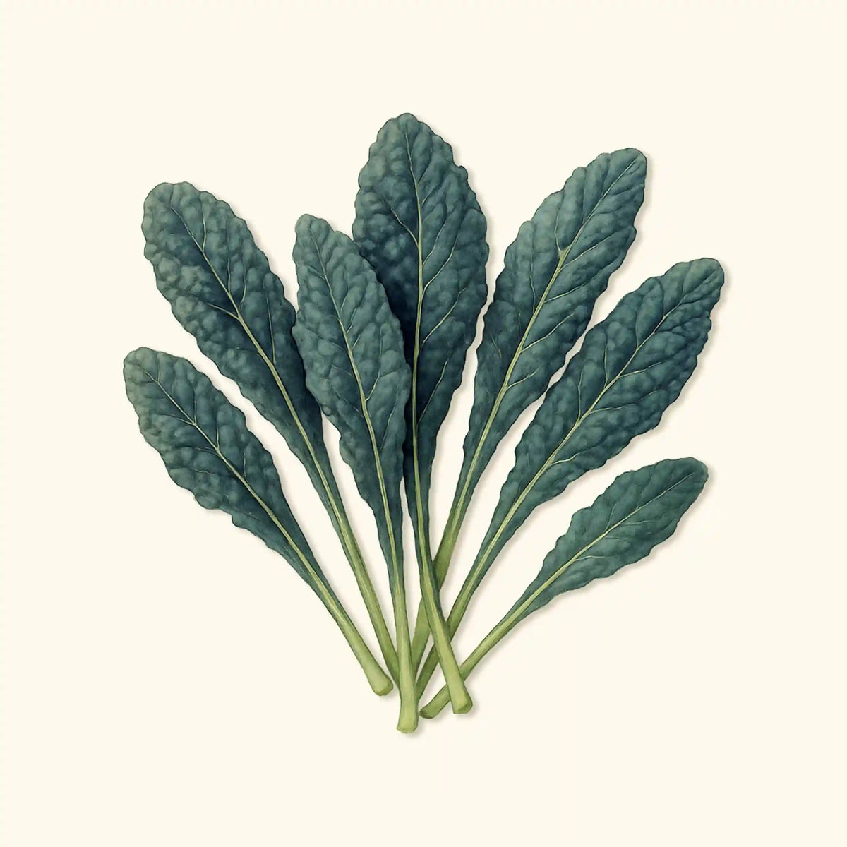 Lacinato Dinosaur Kale Seeds