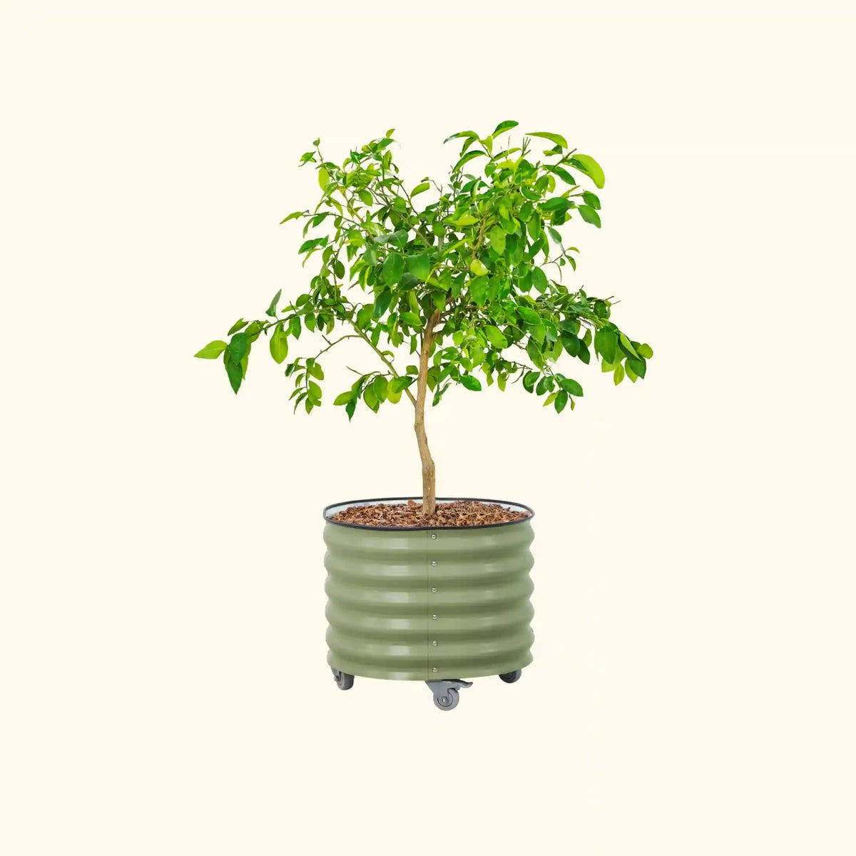 Classic Rolling Citrus Tree Planter - 30 Gallon, 24" Round Planter Box