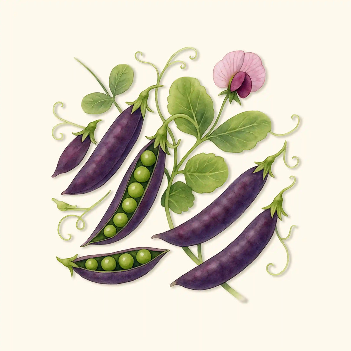 Organic Purple Magnolia Pea Seeds