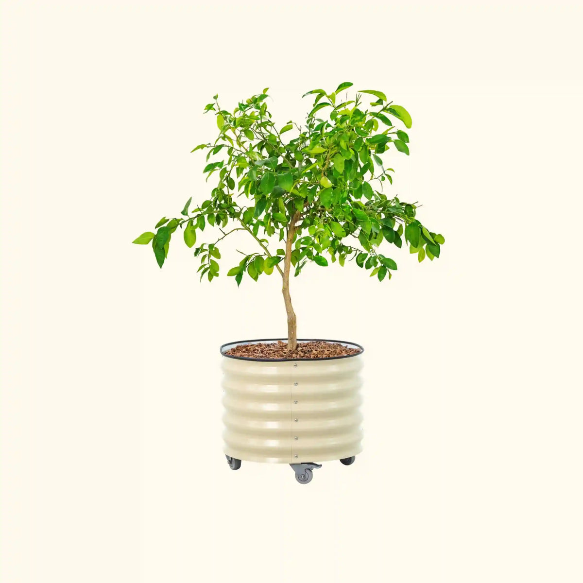 Classic Rolling Citrus Tree Planter - 30 Gallon, 24" Round Planter Box