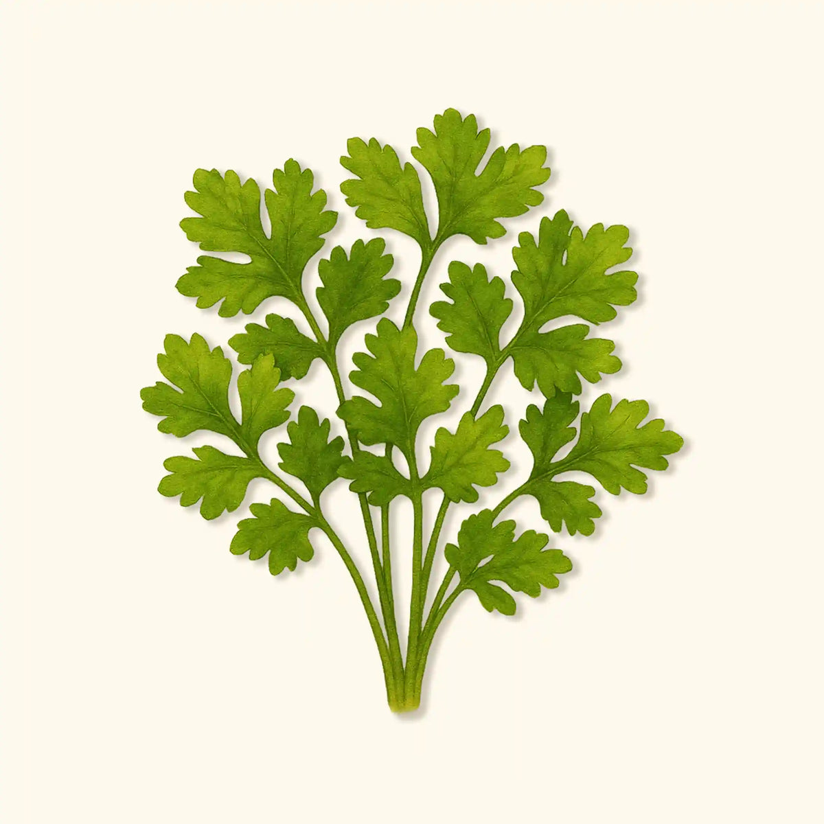 Organic Santo Cilantro Seeds