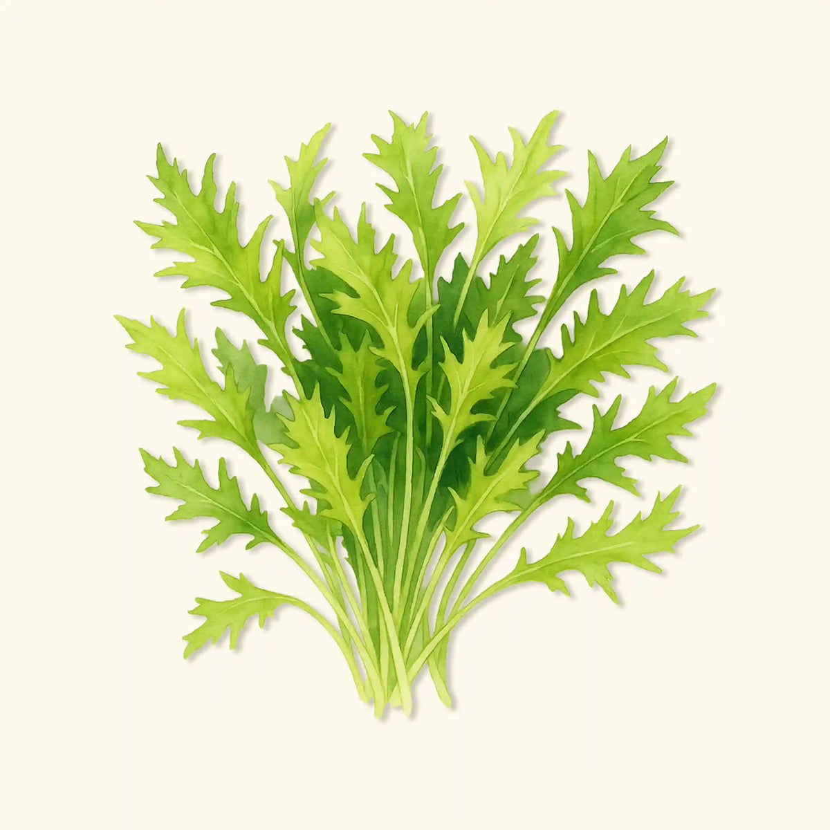 Organic Mizuna Greens Seeds