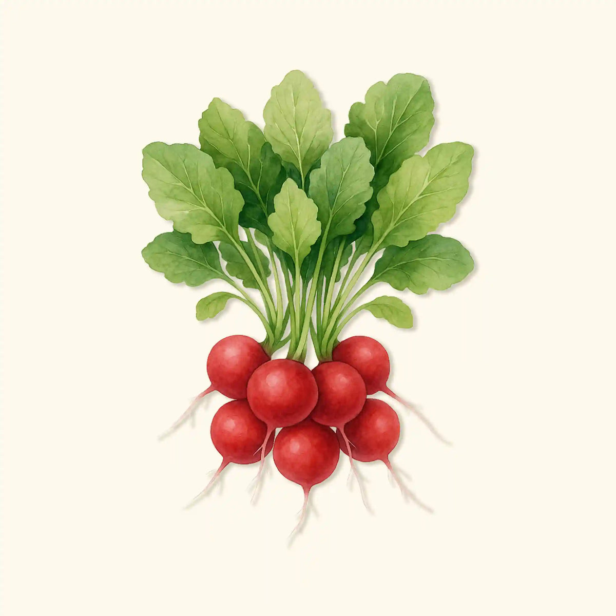 Organic Cherry Belle Radish Seeds